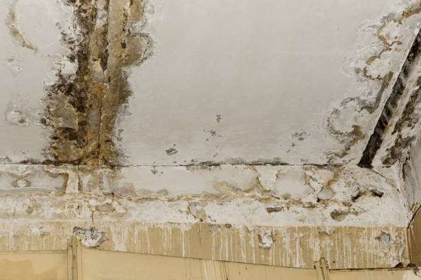 Best Basement Mold Removal  in Mokuleia, HI