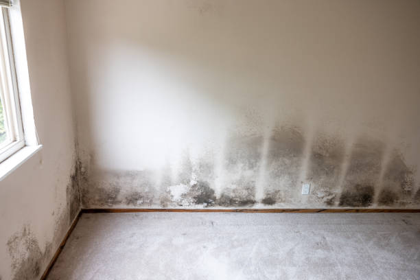 Best Black Mold Removal  in Mokuleia, HI